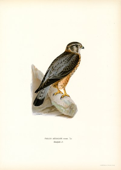 Merlin (farve litho) af Magnus Ferdinand and Wilhelm von Wright