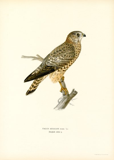 Merlin (farve litho) af Magnus Ferdinand and Wilhelm von Wright