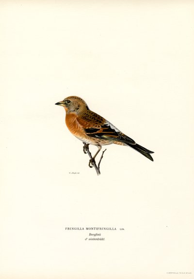 Bjergfinke (farve litho) af Magnus Ferdinand and Wilhelm von Wright
