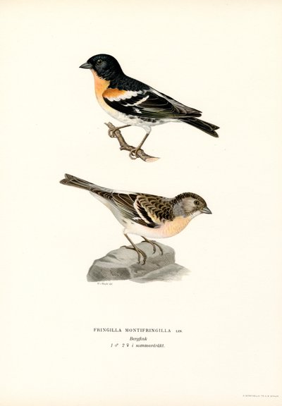 Bjergfinke (farve litho) af Magnus Ferdinand and Wilhelm von Wright