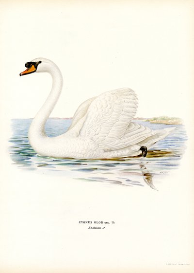 Mute Swan (farve litho) af Magnus Ferdinand and Wilhelm von Wright