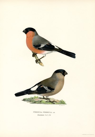 Nordeurasisk bullfink (farve litho) af Magnus Ferdinand and Wilhelm von Wright