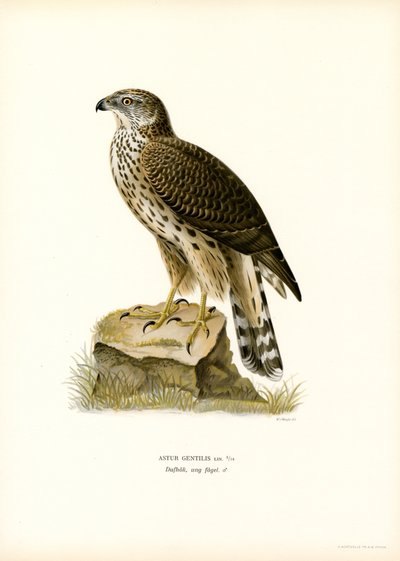 Northern Goshawk (farve litho) af Magnus Ferdinand and Wilhelm von Wright