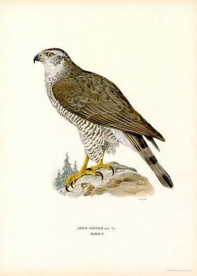 Northern Goshawk (farve litho) af Magnus Ferdinand and Wilhelm von Wright