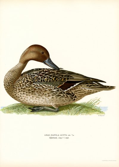Northern Pintail (farve litho) af Magnus Ferdinand and Wilhelm von Wright