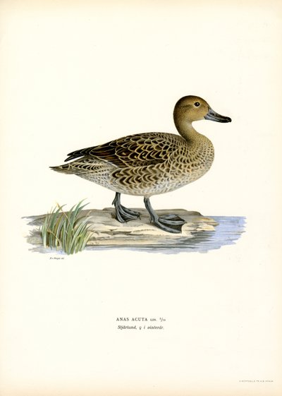 Northern Pintail (farve litho) af Magnus Ferdinand and Wilhelm von Wright