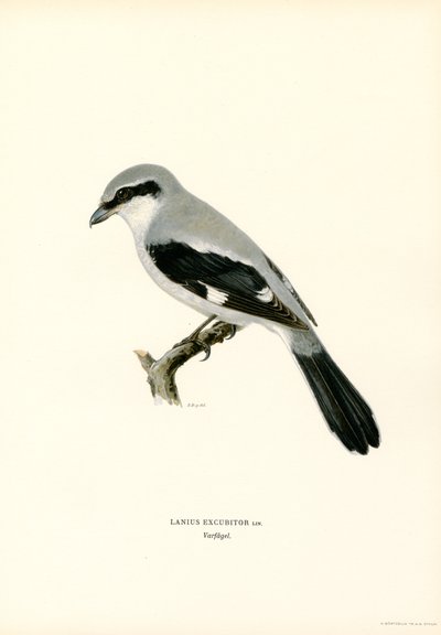 Northern Shrike (farve litho) af Magnus Ferdinand and Wilhelm von Wright