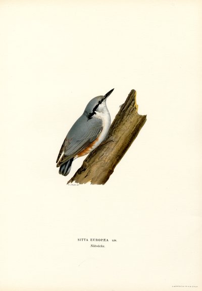 Nuthatch (farvemedlemmer) af Magnus Ferdinand and Wilhelm von Wright