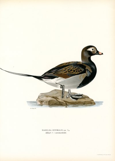 Oldsquaw Duck (farve litho) af Magnus Ferdinand and Wilhelm von Wright