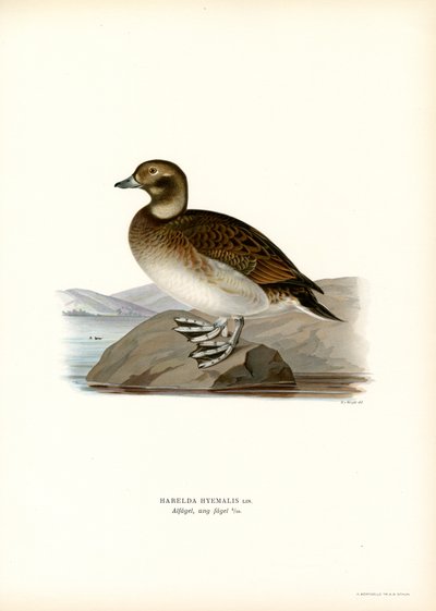 Oldsquaw Duck (farve litho) af Magnus Ferdinand and Wilhelm von Wright