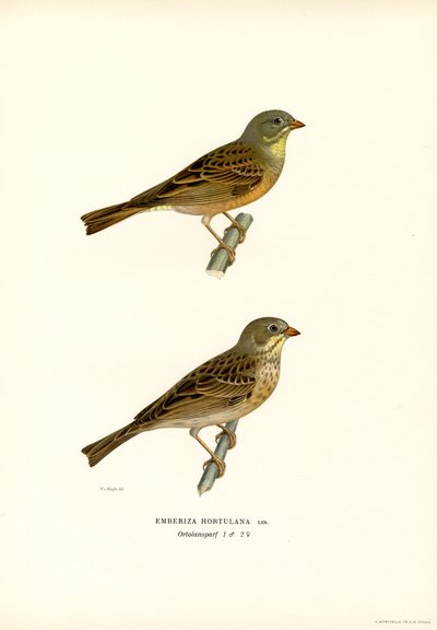 Ortolan Bunting (farve litho) af Magnus Ferdinand and Wilhelm von Wright