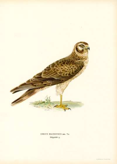 Pallid Harrier (farve litho) af Magnus Ferdinand and Wilhelm von Wright