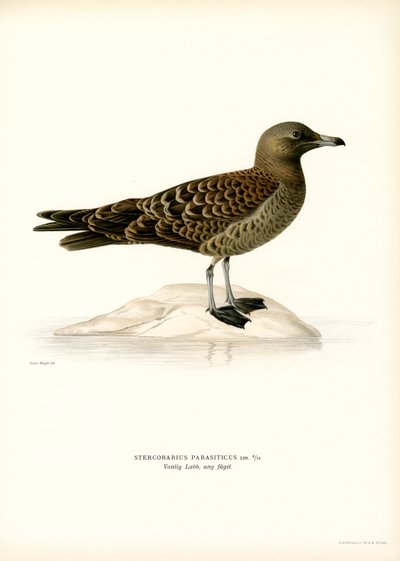 Parasitisk Jaeger (farve litho) af Magnus Ferdinand and Wilhelm von Wright