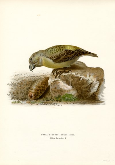 Papegøjekorsnæb (farve litho) af Magnus Ferdinand and Wilhelm von Wright