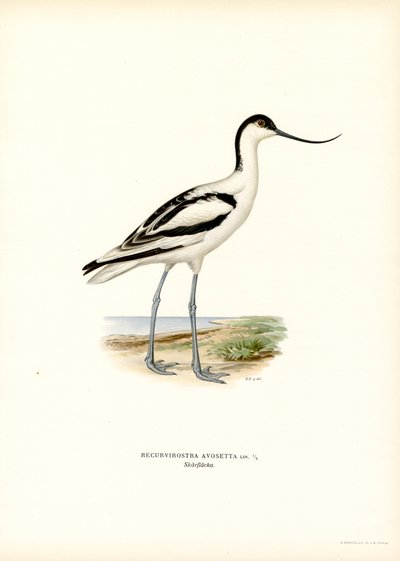 Pied Avocet (farve litho) af Magnus Ferdinand and Wilhelm von Wright