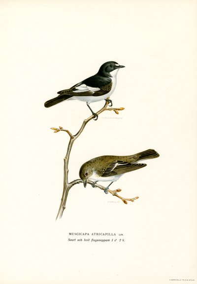 Pied Fluesnapper (farve litho) af Magnus Ferdinand and Wilhelm von Wright