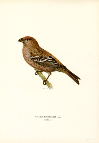 Fyr bullfinch (farve litho) af Magnus Ferdinand and Wilhelm von Wright