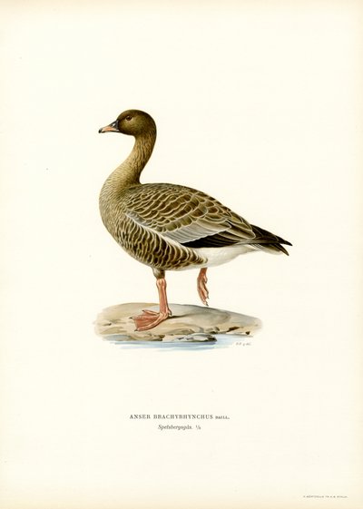 Pink-footed gås (farve litho) af Magnus Ferdinand and Wilhelm von Wright