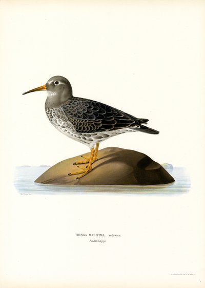 Lilla Sandpiper (farve litho) af Magnus Ferdinand and Wilhelm von Wright