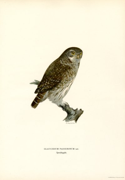 Pygmy Owl (farve litho) af Magnus Ferdinand and Wilhelm von Wright