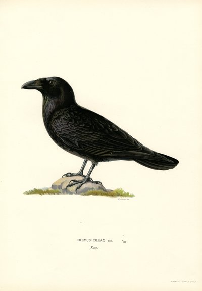 Ravn (farve litho) af Magnus Ferdinand and Wilhelm von Wright