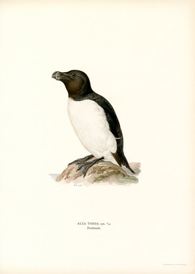 Razorbill (farve litho) af Magnus Ferdinand and Wilhelm von Wright