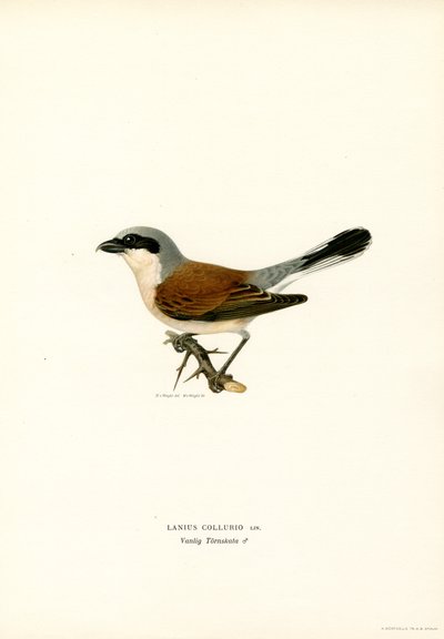 Rødrygget Shrike (farve litho) af Magnus Ferdinand and Wilhelm von Wright