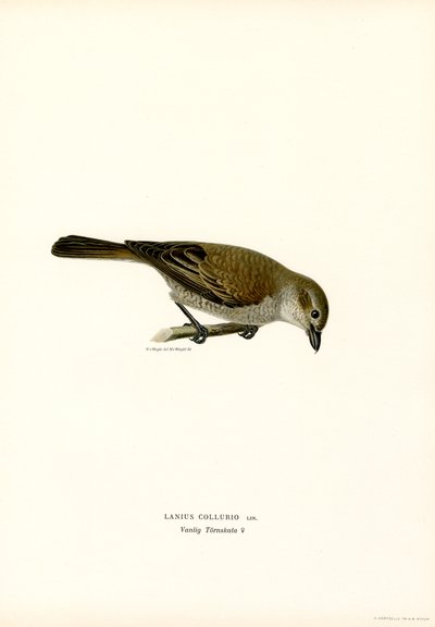 Rødrygget Shrike (farve litho) af Magnus Ferdinand and Wilhelm von Wright