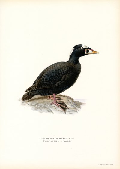 Rødnæbbet slynge (farve litho) af Magnus Ferdinand and Wilhelm von Wright