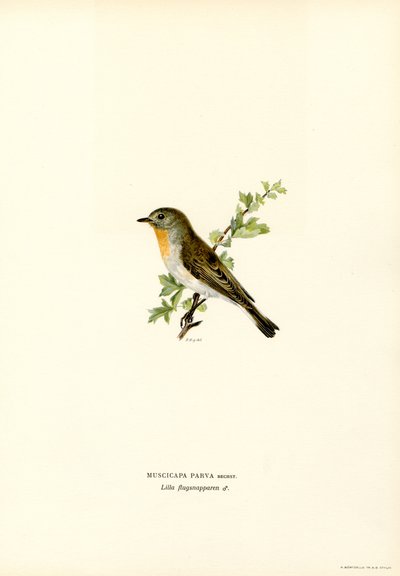 Rødbarmet fluesnapper (farve litho) af Magnus Ferdinand and Wilhelm von Wright
