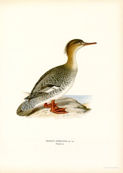 Rødbarmet marganser (farve litho) af Magnus Ferdinand and Wilhelm von Wright