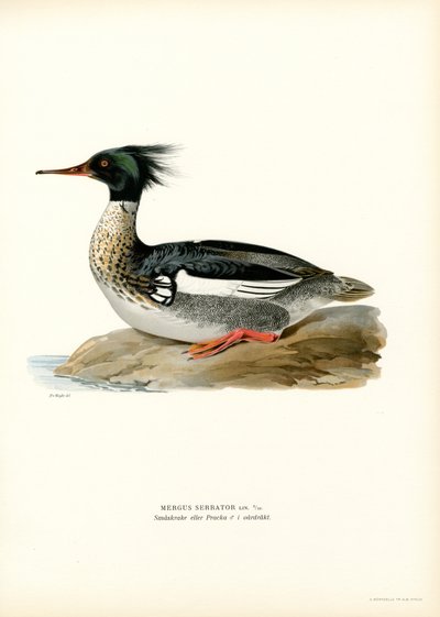 Rødbarmet marganser (farve litho) af Magnus Ferdinand and Wilhelm von Wright