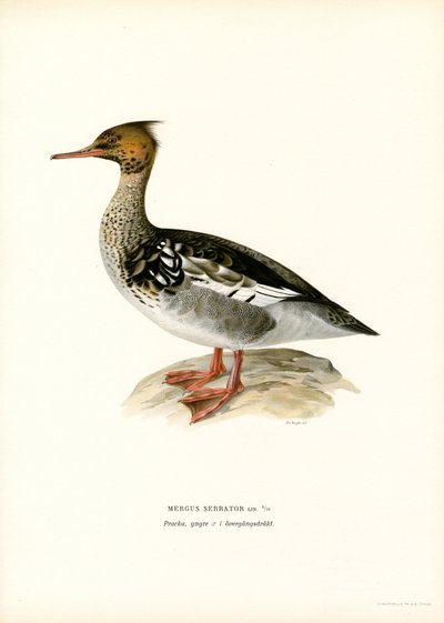 Rødbarmet marganser (farve litho) af Magnus Ferdinand and Wilhelm von Wright