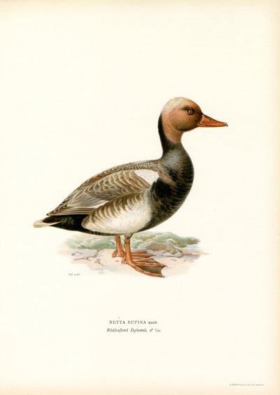 Rød-crested And (farve litho) af Magnus Ferdinand and Wilhelm von Wright