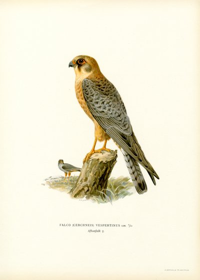 Rødfodet Falcon (farve litho) af Magnus Ferdinand and Wilhelm von Wright