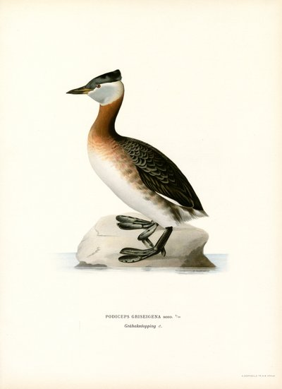Rødhalset lappedykker (farve litho) af Magnus Ferdinand and Wilhelm von Wright