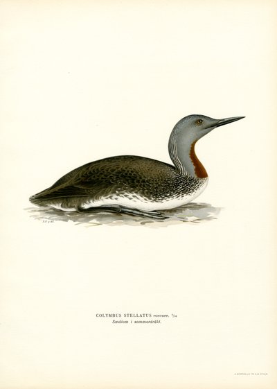 Rødstrubet dykker (farve litho) af Magnus Ferdinand and Wilhelm von Wright