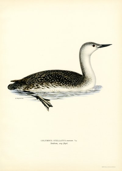 Rødstrubet dykker (farve litho) af Magnus Ferdinand and Wilhelm von Wright