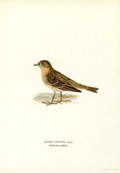 Rødstruet pipit (Color Litho) af Magnus Ferdinand and Wilhelm von Wright