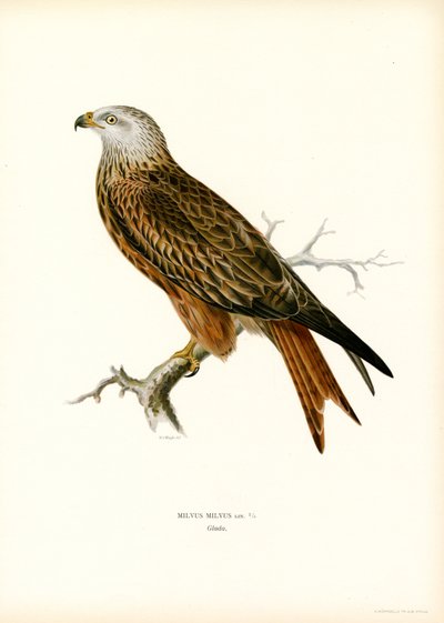 Rød glente (farve litho) af Magnus Ferdinand and Wilhelm von Wright