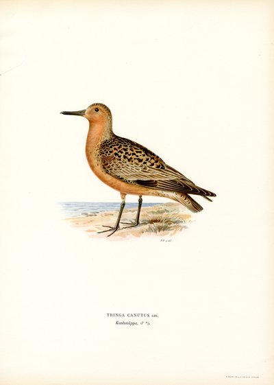 Rød knude (farve litho) af Magnus Ferdinand and Wilhelm von Wright