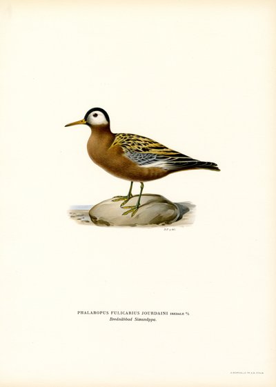 Rød Phalarope (farve litho) af Magnus Ferdinand and Wilhelm von Wright