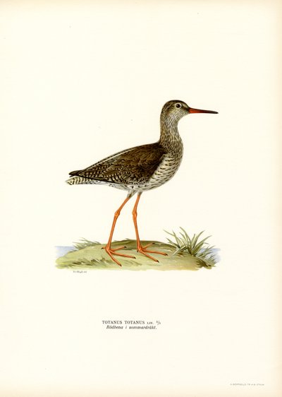 Rødben (farve litho) af Magnus Ferdinand and Wilhelm von Wright