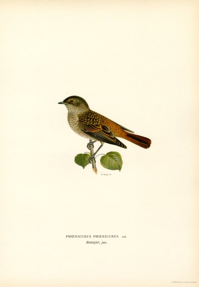 Rødstart (farve litho) af Magnus Ferdinand and Wilhelm von Wright