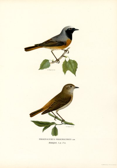 Rødstart (farve litho) af Magnus Ferdinand and Wilhelm von Wright