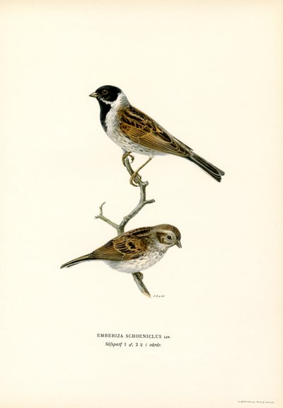 Rørspurv (farve litho) af Magnus Ferdinand and Wilhelm von Wright