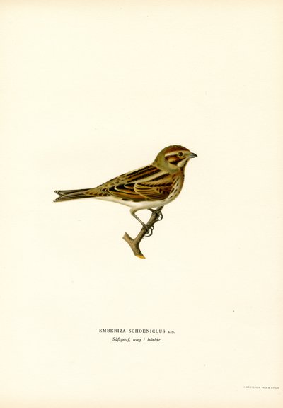 Rørspurv (farve litho) af Magnus Ferdinand and Wilhelm von Wright