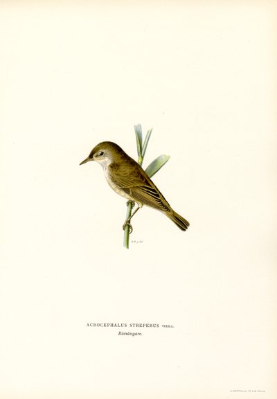 Rørsanger (farve litho) af Magnus Ferdinand and Wilhelm von Wright