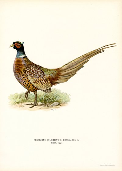 Ringhalset fasan (farve litho) af Magnus Ferdinand and Wilhelm von Wright