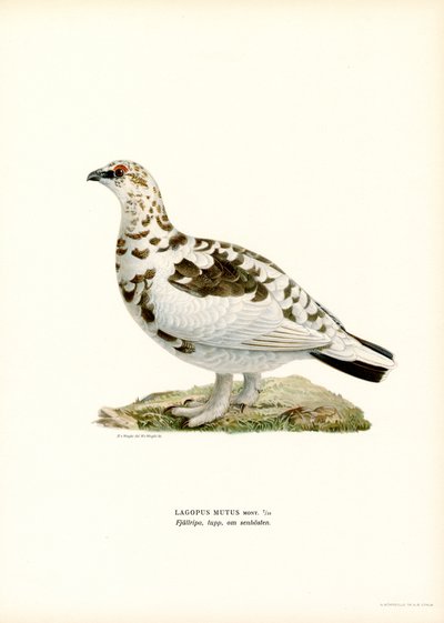 Rype (farve litho) af Magnus Ferdinand and Wilhelm von Wright